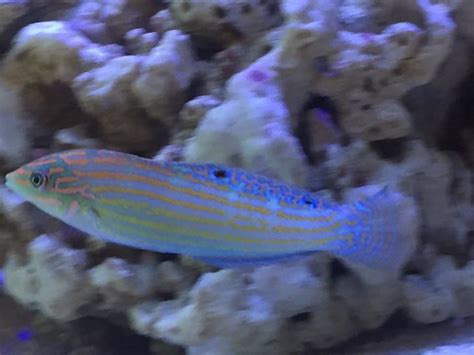 Adorned Wrasse - Halichoeres cosmetus | Reef2Reef