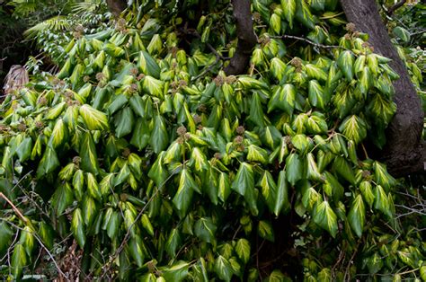 Kaukázusi Borostyán (Hedera colchica) gondozása, szaporítása (Kolkhiszi ...