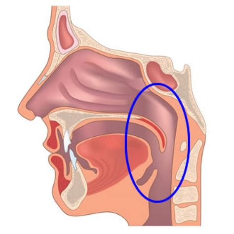 Rinofaringe: Cos'è? Anatomia, Funzioni e Patologie