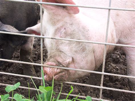 Yorkshire Pig Photograph by Bonnie Sue Rauch | Fine Art America