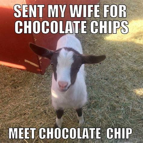 Pin by Anna Homb on Cuteness 2 | Goats, Goats funny, Funny animal memes
