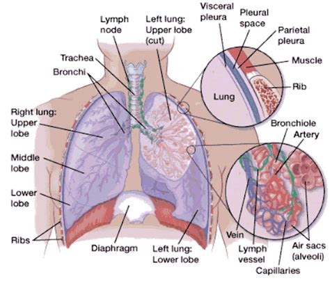 atelectasis  symptoms atelectasis treatment