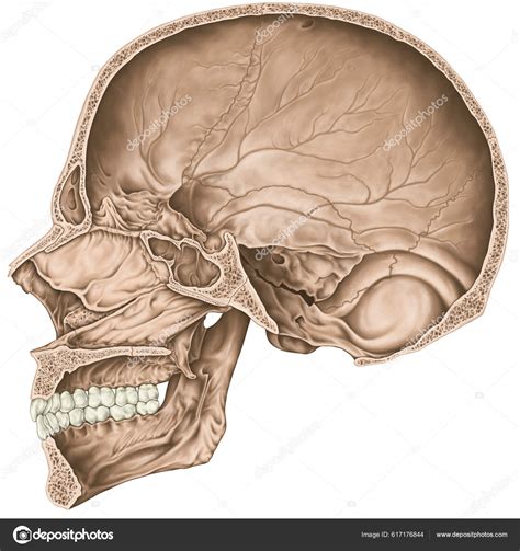 cavidad craneal los huesos del craneo los huesos cabeza craneo foto