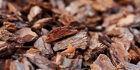white pine bark cut american botanicals