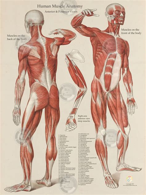 Muscle Diagram