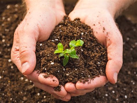 Soil Basics: The Dirt on Dirt — Enchanted Gardens
