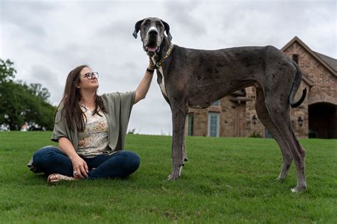 Unveiling the сoloѕѕаl Canine: The World's Largest Dog