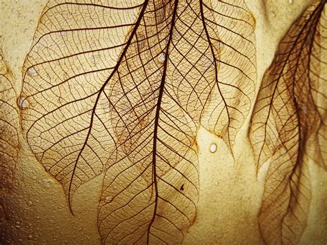 medlar seeds tree leaf future materials bank