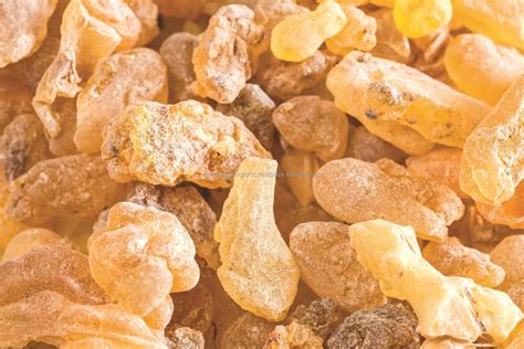 frankincense natural resin tears pure organic quality