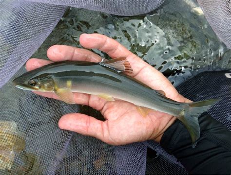 fish  kochi  fresh waterayu jcdat