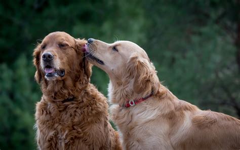 wallpaper  dogs friends  full hd  picture image