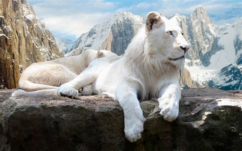 White Lions - Animals Wallpaper (39922458) - Fanpop