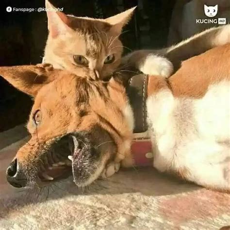 potret lucu kucing  berkelahi  anjing  kocak hot