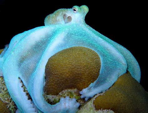 How Many Hearts Do Octopuses Have? (And Why One Stops When They Swim