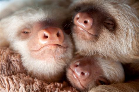 Baby Sloths Hugging