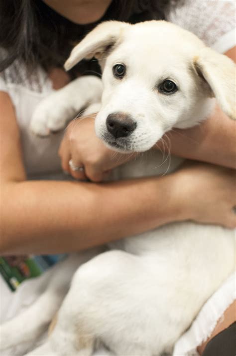 Behind the scenes of the Puppy Bowl | Page Six