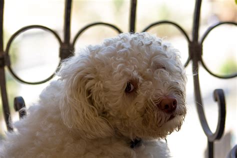 Hysterics at 'Dramatic' Dog's Reaction to Being Left Alone With Spare