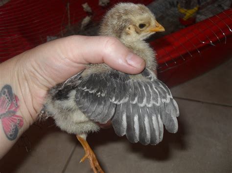 Tiny Naked Chicks