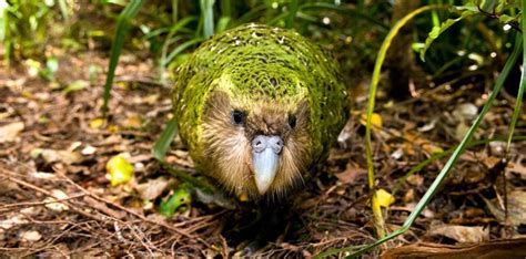 20 Little Known Facts About the Rare Kakapo - The Fact Site