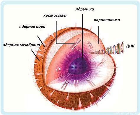 Что находится в ядре клетки? Подскажите пожалуйста,даю много баллов ...