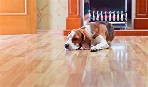 Best Flooring for Dogs: 7 Types for Health and Safety (Based on Science)