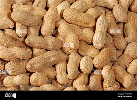 Peanuts / (Arachis hypogaea) / Groundnut Stock Photo - Alamy