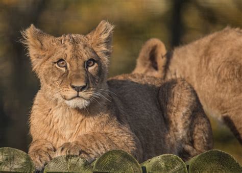 howletts wild animal parks 9