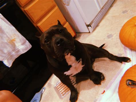 Pin by Abigail Toreson on big | Pitbulls, Dogs, Animals