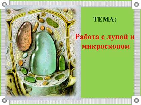 Работа с лупой и микроскопом - online presentation