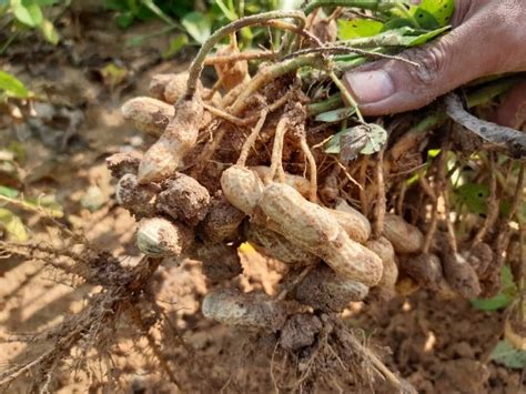 how to know when peanuts are ready to harvest