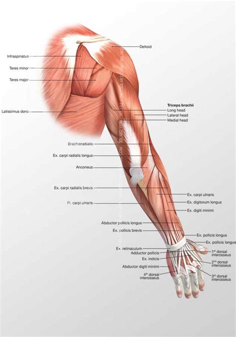 Arm Muscles Diagram Posterior Muscles Of Upper Arm Posterior View My 8704 | The Best Porn Website