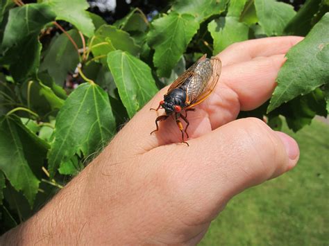 The Social Life of Periodical Cicadas | Social Evolution Forum