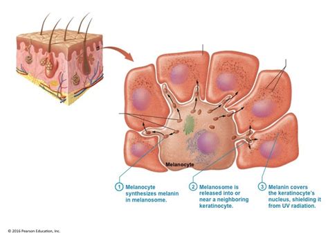 Melanocytes and Melanin Diagram | Quizlet