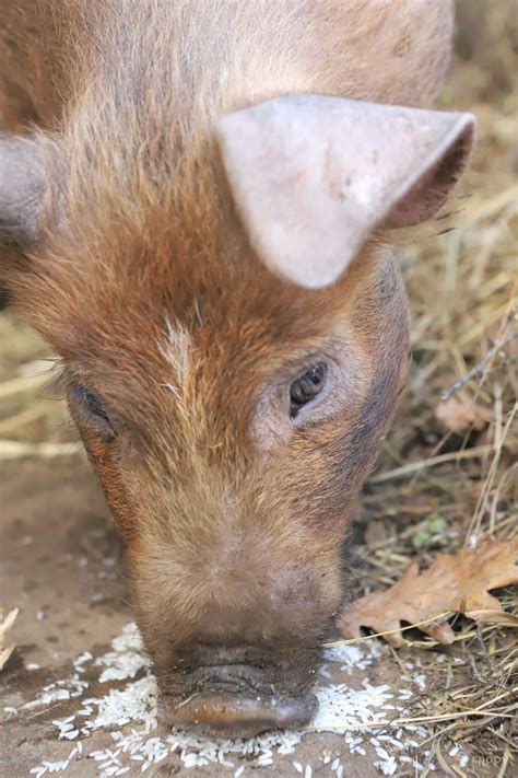 can pigs freeze to death 2