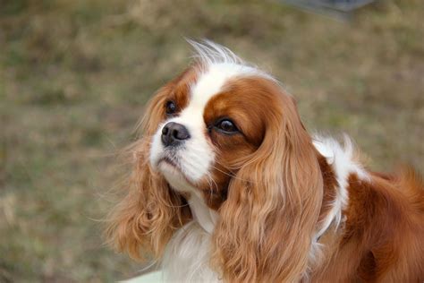 Which Dog Breed Is The Most Loving