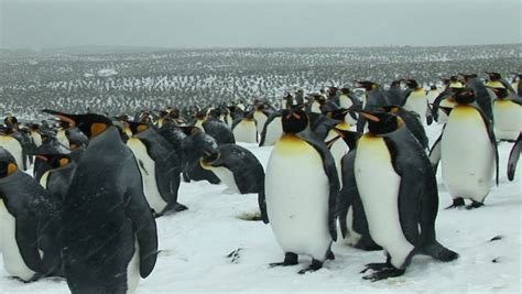 penguins  antarctica image  stock photo public domain photo