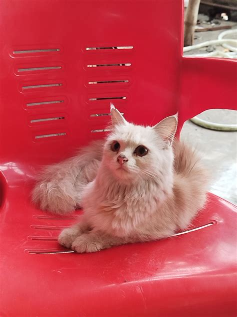 Rescue groups explain how to find a healthy cat near me 37