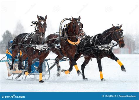 Russian troika of horses stock photo. Image of snow - 174546618