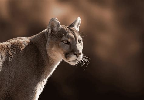 Cougar Images - Mountain Lion and Puma Photos - BigCatsWildCats