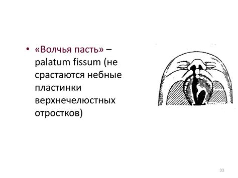 Учение о внутренностях. Функциональная анатомия брюшины - презентация ...