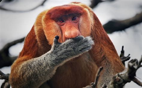 Proboscis Monkey Primate Or A Monkey With Borneo's Long Nose On Island ...