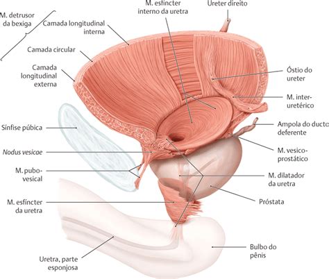 Onde Fica A Bexiga Fotos - Bexiga urinária – Anatomia papel e caneta