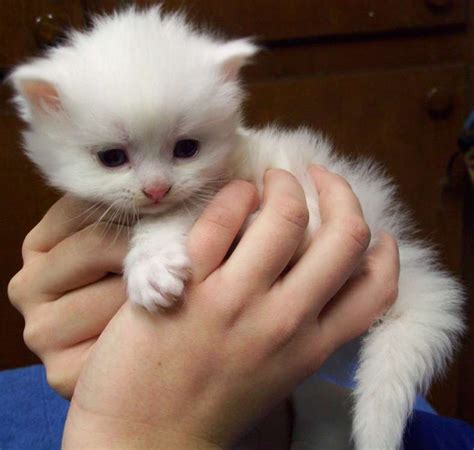 #dailydoseofcute White Ragdoll Kitten | Beautiful kittens, Ragdoll ...