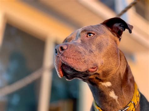 AKC APBT: Breed Facts, Temperament, & Care Guidelines