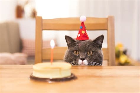 cat birthday memes sad birthday cat meme art board print
