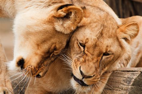cuddling lions  stock photo public domain pictures