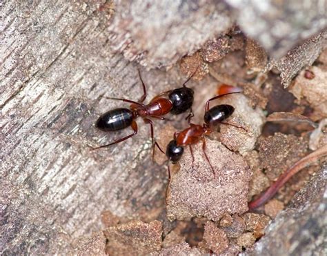 19 Black and Red Ants (Pictures and Identification Guide)