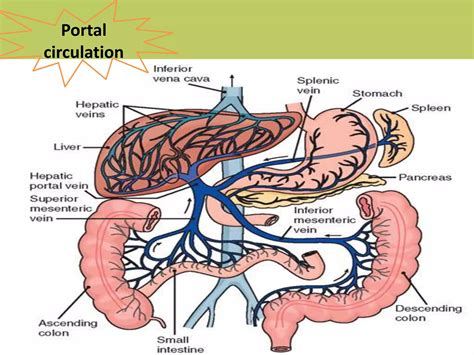 portal hypertension pptx