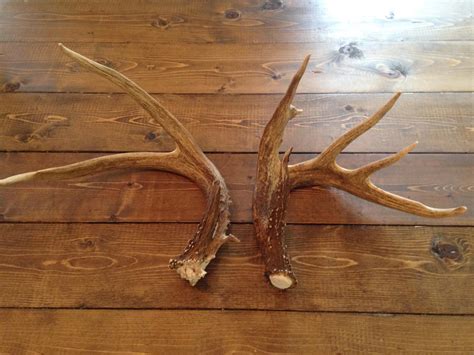 Deer antlers may hold health secrets | Mississippi State University ...