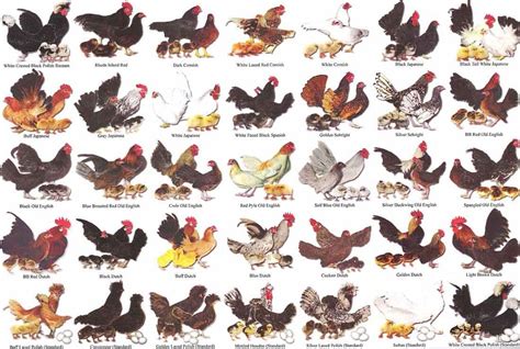 bantam-chart2 | Baby chickens breeds, Fancy chickens, Chicken breeds